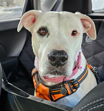 Dog in car