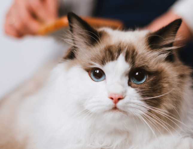 The 5 Grooming Things You Should Check On Your Cat Every Month