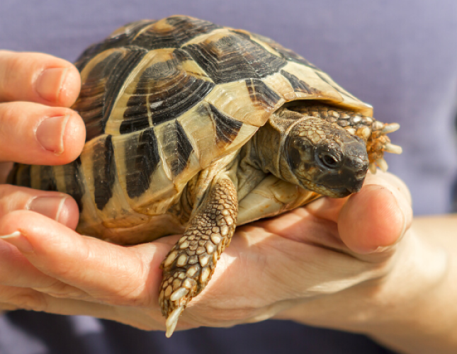 6 Differences Between Turtles and Tortoises