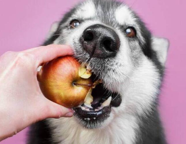 Debunking 5 Common Dog Nutrition Myths to Keep Your Canine as Healthy as Possible