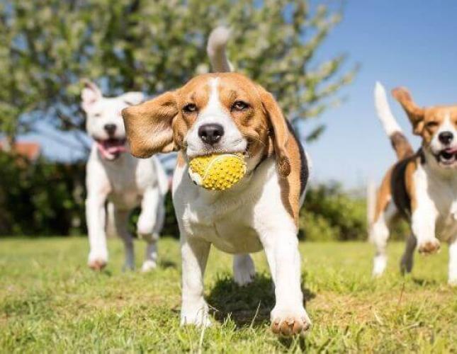 Dog Park Etiquette to Protect Your Precious Pup