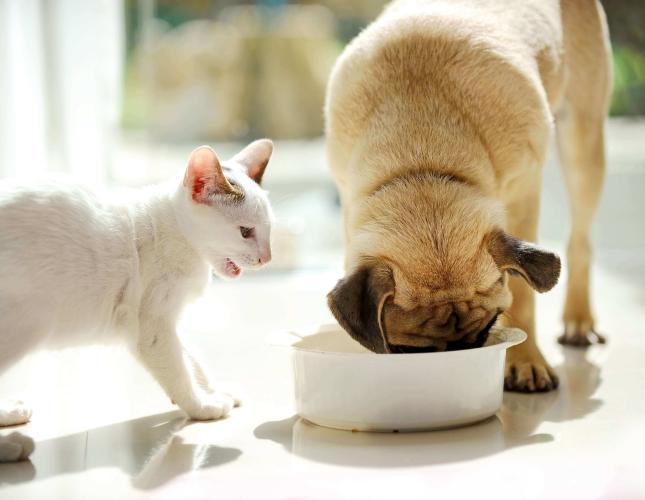 9 Human Foods That Are Toxic to Pets (And a List of Healthy Options!)