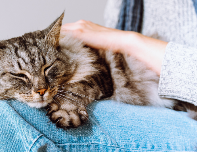 Heartworm in Cats: Why You Shouldn&#039;t Wait Until There Are Symptoms