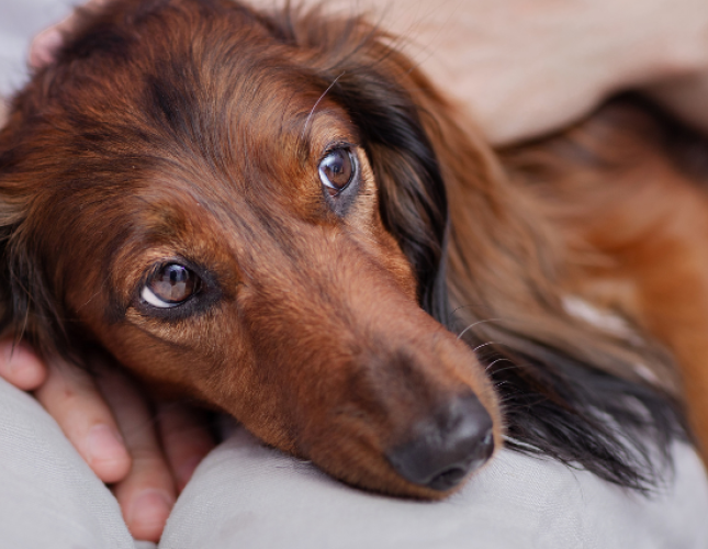 Heartworm in Dogs: Why You Shouldn’t Wait Until There are Symptoms