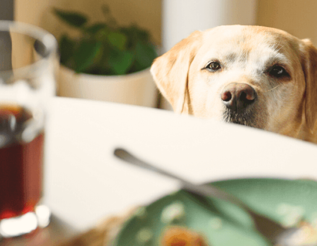 Human Foods that are Toxic to Dogs