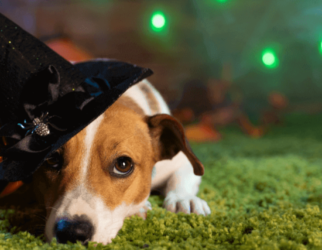 How to Have a Ghoulishly Great Halloween While Keeping Your Pets Safe