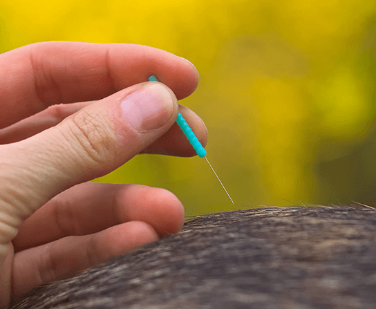A close-up of a hand holding an acupuncture needle above the skin of a pet. The needle is thin with a turquoise handle, perfect for precise pet acupuncture. The background is out of focus, featuring a vibrant yellow hue.