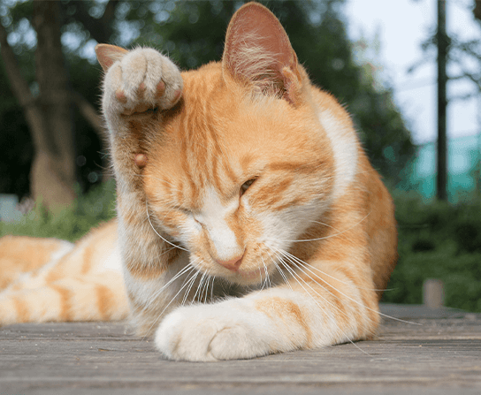 An orange cat scratches its ear as if it were having a pet allergy or dermatology issue.