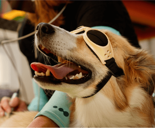 A dog with light brown and white fur wears protective goggles while undergoing pet laser therapy. A person's blurred figure is in the background, suggesting they are conducting the procedure. The dog appears relaxed with its mouth open and tongue out.