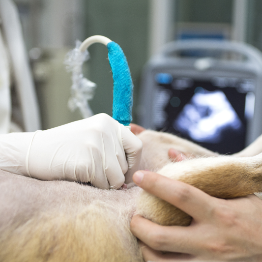 Ultrasound